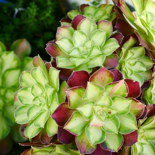 Aeonium pink witch - aeonium,