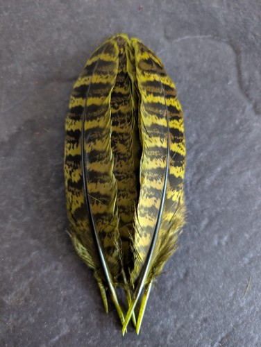 Hot olive hen pheasant - hen,
