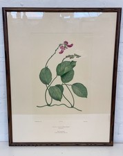 Alecto Copper Plate Print