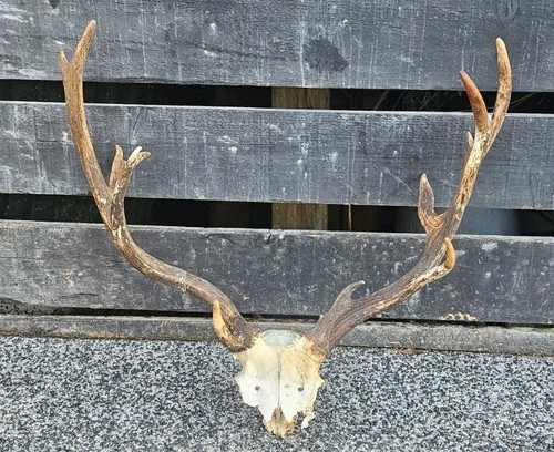 Deer skull taxidermy art - taxidermy,