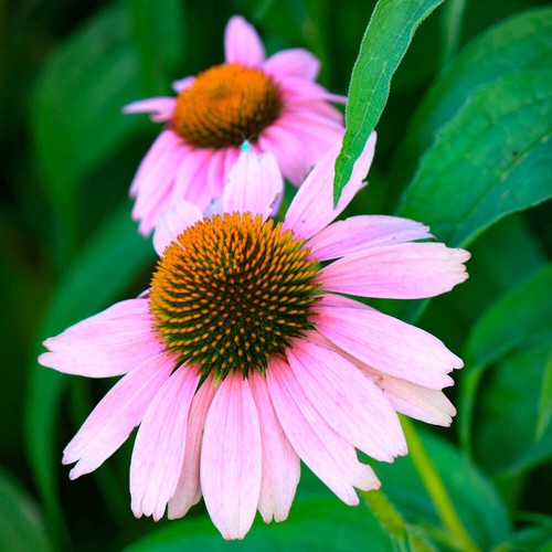 Hardy perennial plants - hardy,