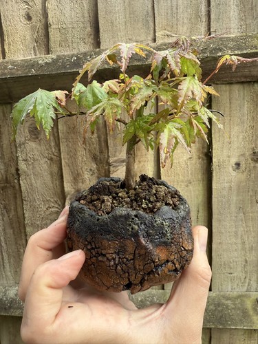 Mame japanese maple bonsai - mame,