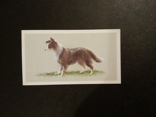 Cigarette cards grandee top - cards,