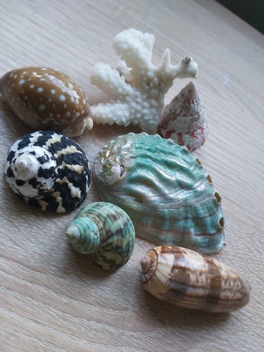 Sea shells - sea,