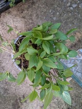Thai Basil Bare Root Plant | Chemical-Free | Edible Herb | UK Grown