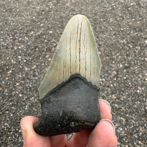 Large megalodon shark - large,