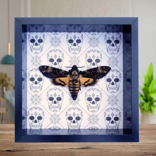 Framed death head hawkmoth - framed,