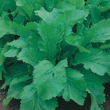 Vegetable Oriental - Indian Mustard Amsoi - Kings Seeds - 200 Seeds