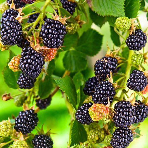 Blackberry merton thornless - blackberry,