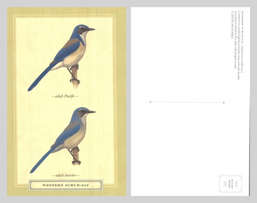 Postcard western scrub jay - postcard,