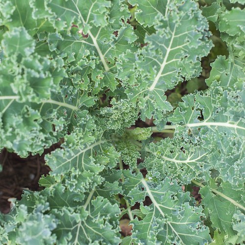 Kale blue plant - plugs, 6