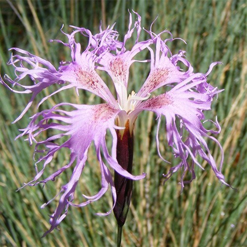 Large dianthus superbus - large,