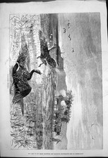 Original Old Antique Print Wild Goose Shooting Shooters Hiding Cart Straw 1876