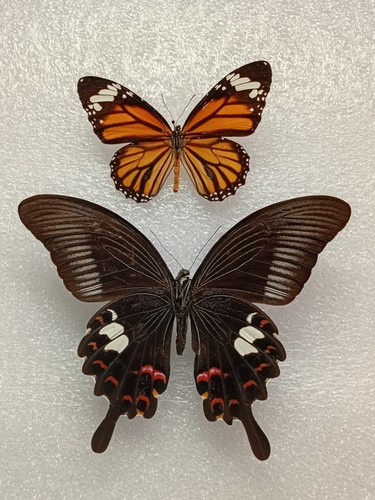 Danaus genutia butterfly set - danaus,