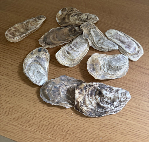 Oyster shells flat - shells, x10