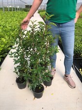 10 Portuguese Laurel Evergreen Hedging Plants 70-90cm Fast Growing 3 Litre Pots