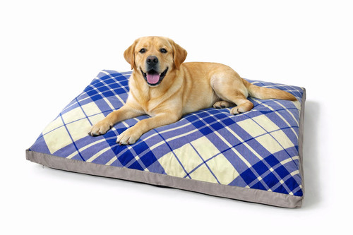 Luxury tartan design dog - luxury, dog/pet