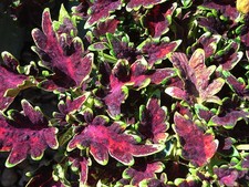 NEW 2026 Coleus Irwell Valley