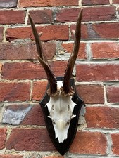 Nice Real Antique Roe