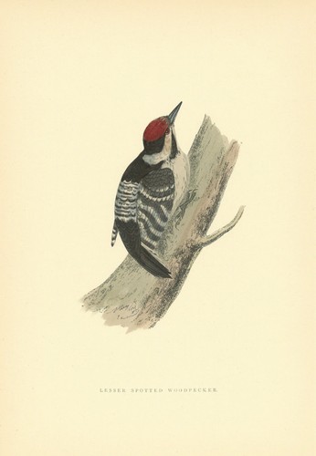 Lesser spotted woodpecker - lesser,