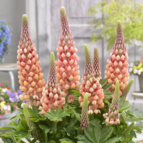 Lupin salmon star real outdoor - salmon,