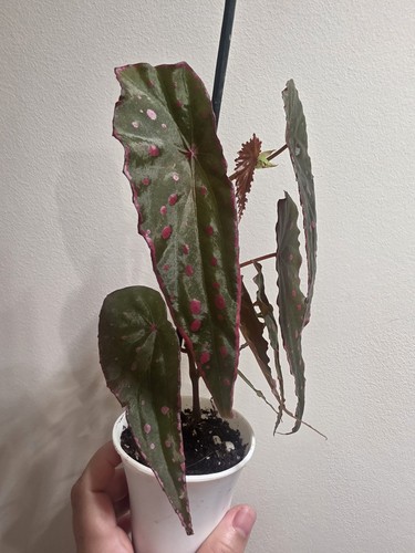 Rare indoor house plant hybrid - rare,
