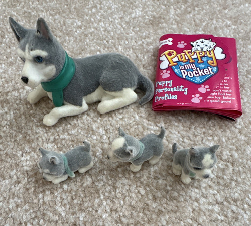 Puppy pocket siberian - puppy,