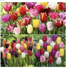 30 Mixed Triumph Tulips Plant Now Ready For Spring  ?
