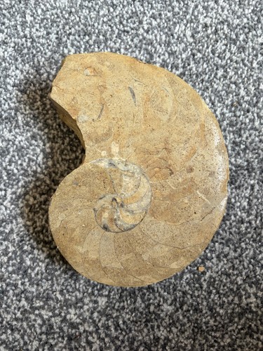 Large spiral fossil - large,