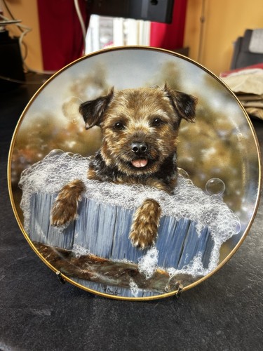 Danbury mint border terrier - danbury,