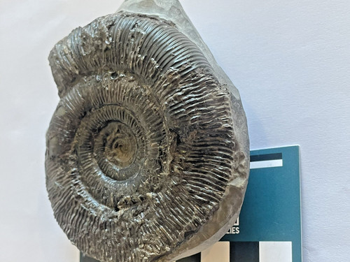 Dactylioceras tenuicostatum - dactylioceras,
