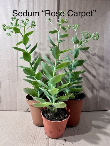 1xlarge sedum rose carpet - sedum, 35cm