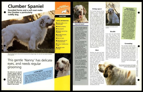 Clumber spaniel routine - clumber,