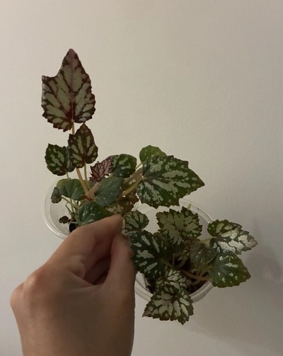 Begonia rex indoor - indoor, plant