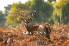 Deer Stag At Bushy Park London