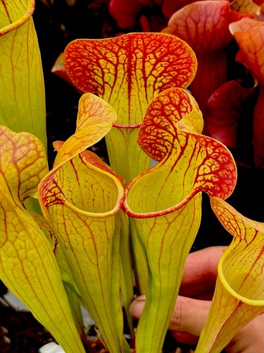 Sarracenia norman parker - sarracenia, x