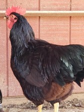 12 Heritage Rhode Island Red
