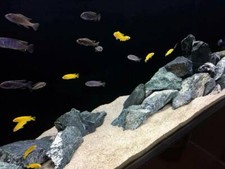 Aquarium Sand Fish Tank Natural Substrate Gravel Amber Silica