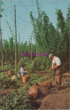 Occupations Postcard - Hop