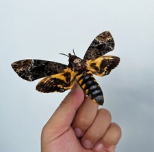 1 Real Death Head Moth Spread