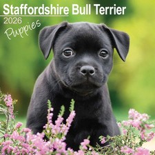 Staffordshire Bull Terrier