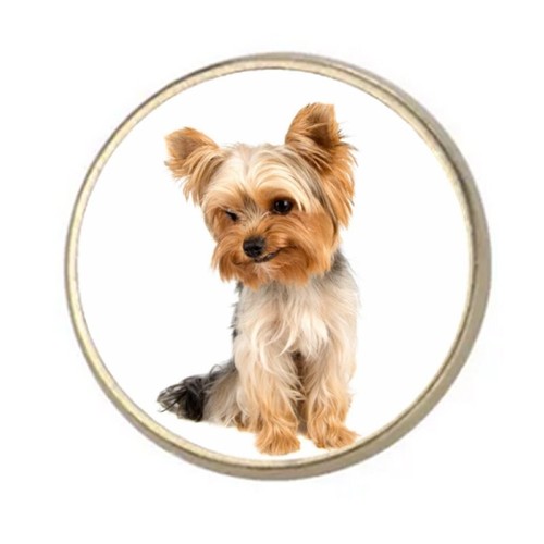Yorkshire terrier dog silver - yorkshire,