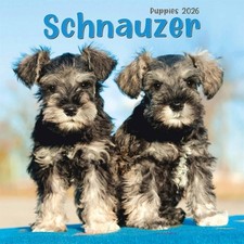 Schnauzer Puppies Mini