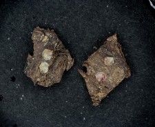 Norman Antique Microscope Slide. Oyster Embryos 7 Days Old