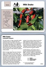 Milk Snake #110.10 - Reptiles - Grolier Wildlife Adventure Card