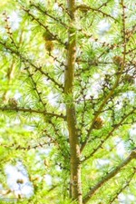 European Larch (Larix decidua)