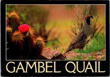Posted 1985 Postcard - Gambel