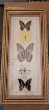 Taxidermy Framed Examples of  Butterflies