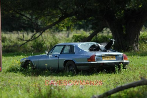 Photo jaguar and goat - jaguar,