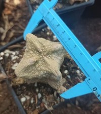 Pseudolithos cubiformis
